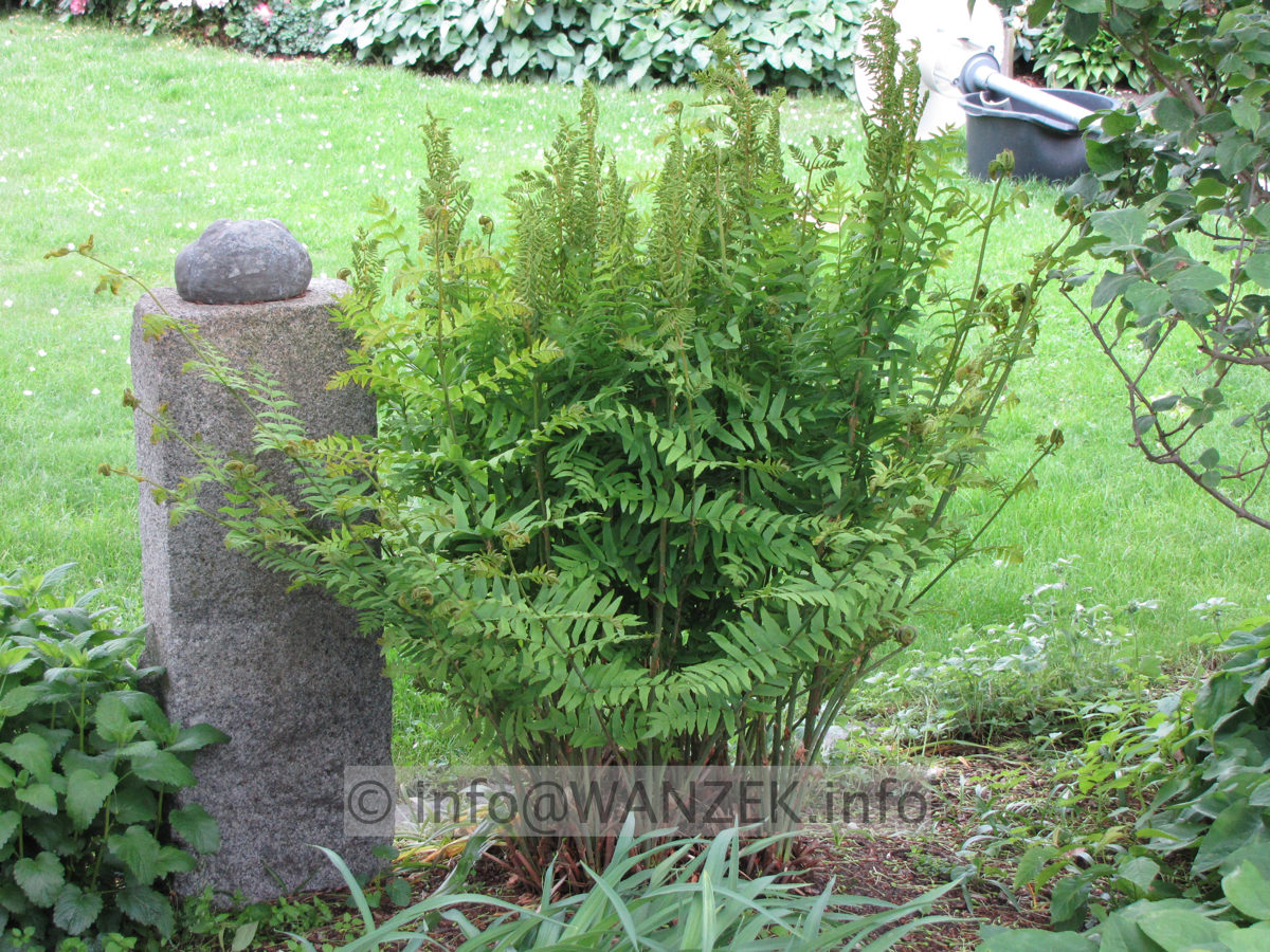 Osmunda regalis 04 Sol Mai.JPG